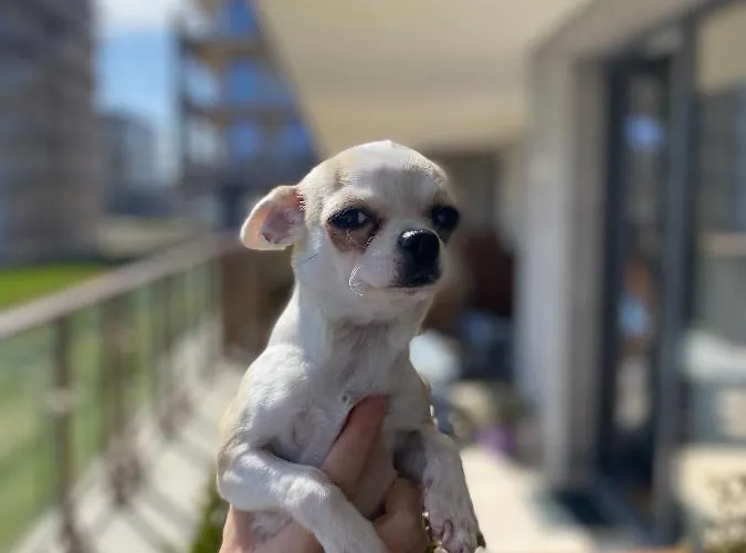 Apartament Kolobrzeg Resort Appartement *